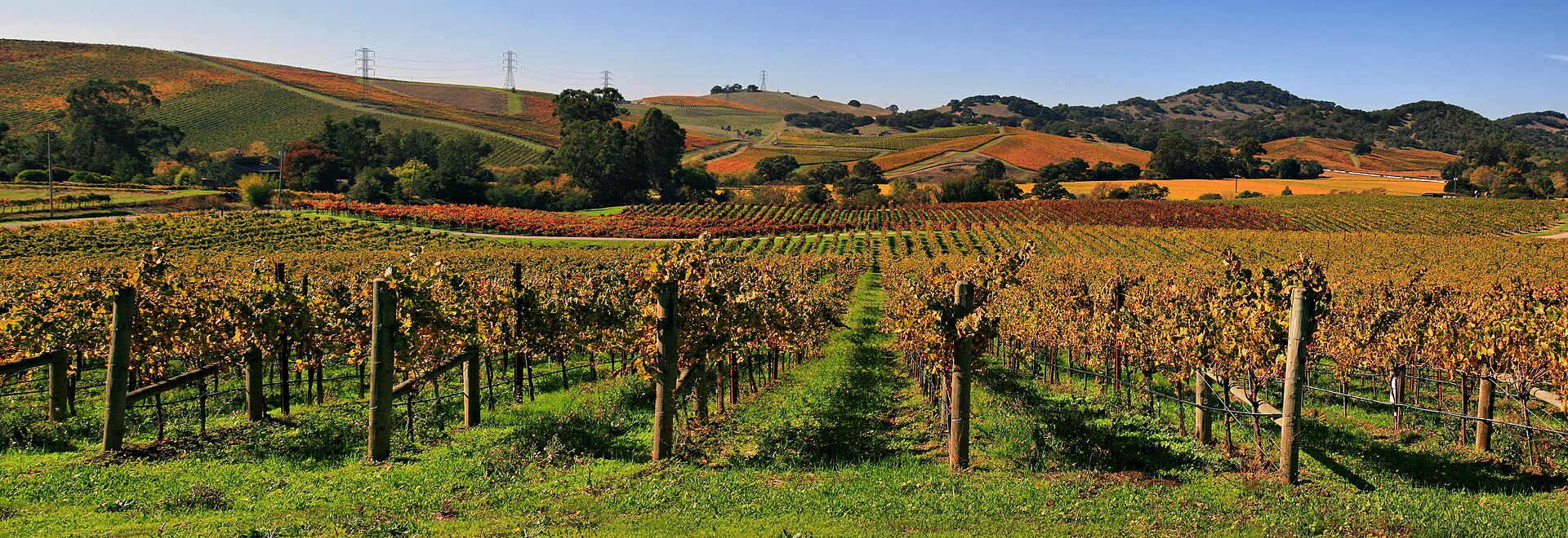 Napa Valley, Live sketch artist in Napa Valley